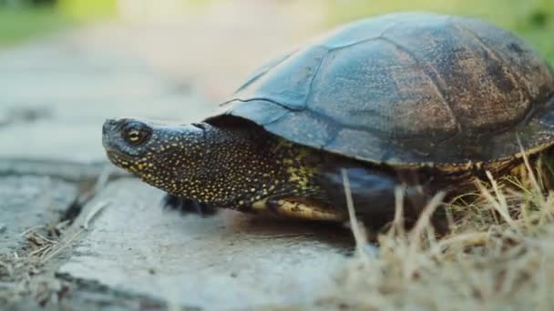 Schildpad Kruising Weg — Stockvideo