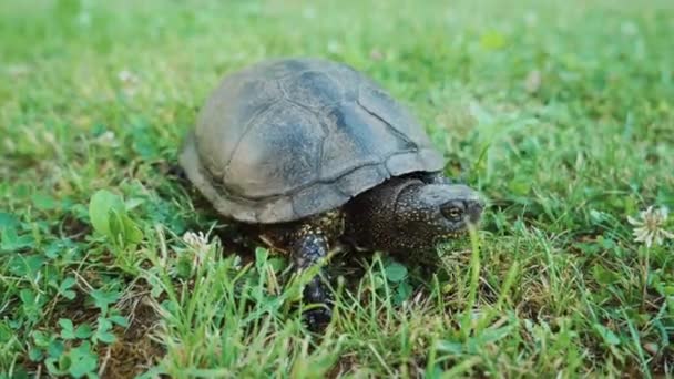 Tortoise in the grass. Wild turtle outdoors. — Stock Footage Tortoise Grass Wild Turtle Outdoors Stock Footage