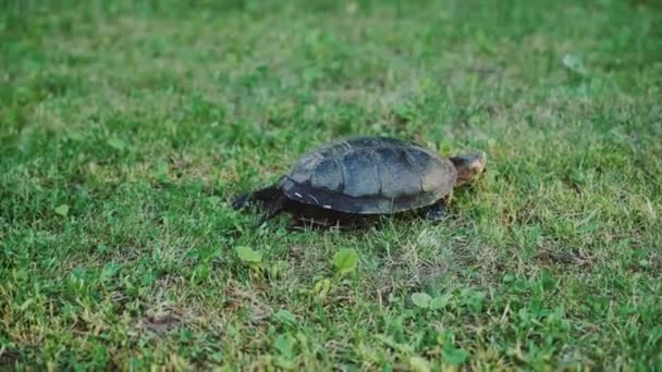 Черепаха Ходит Свежей Зеленой Траве — стоковое видео