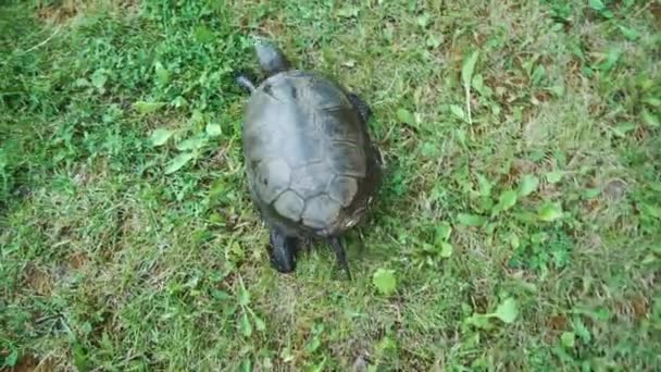 Turtle Crawling Ground Plants View — Stock Video