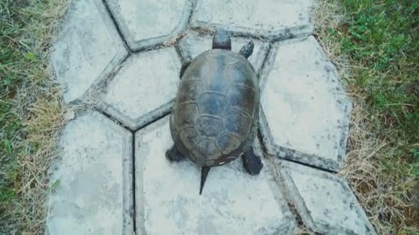 Tortuga Caminando Camino Vista Desde Arriba — Vídeo de stock