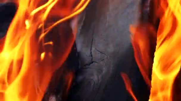 火の背景 森の夜の枝焼跡のキャンプファイヤー 火の背景 赤い炎に急増 — ストック動画