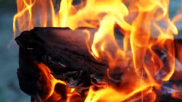 燃えている火 火木木材チップを燃やします 火を燃やしてキャンプファイヤー キャンプの火夏 — ストック動画