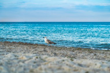 Martı portre deniz karşı. Kumlu bir plaj üzerinde kuş yiyecek arayan.