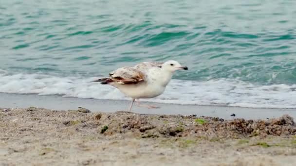 Seagull Tar Slow Motion Fågel Stranden Vilda Och Fria — Stockvideo