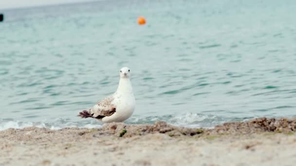 Zeemeeuw Het Strand Van Oceaan Vogel Strand Zand Zoek Naar — Stockvideo