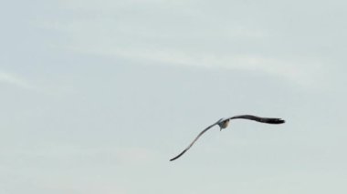 Mavi gökyüzünde uçan martı. Yavaş çekim.