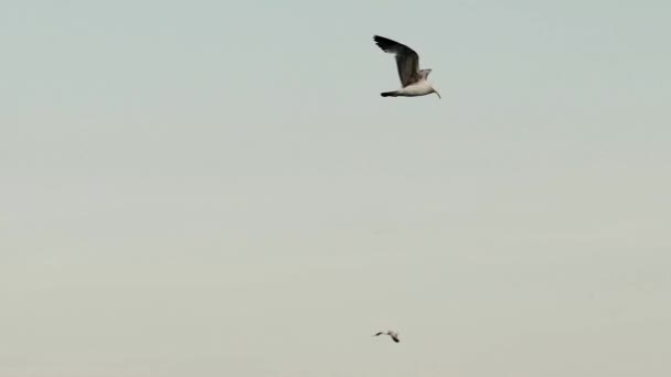 Fiskmåsen Flyger Den Blå Himlen Långsamma Rörelser — Stockvideo