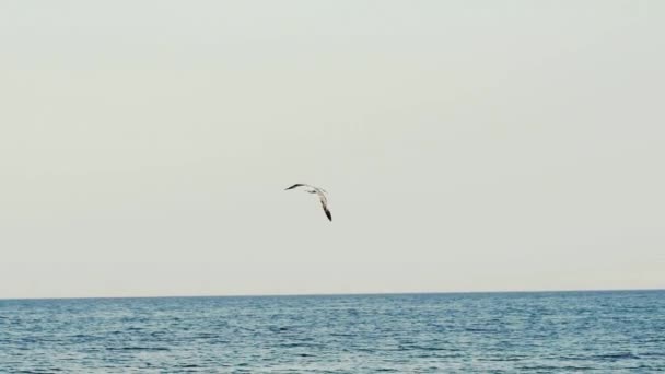 Seagull Flying Sea Surface Bird Soaring Calm Sea Water Sunny — Stock Video