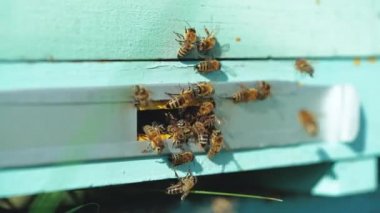 Arı kovanı için uçan. Kovan içinde iniş kurullarına uçan arılar çalışma ile bir arı kovanı.