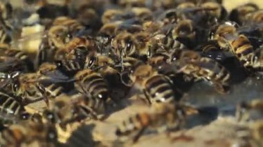 Bal hücreleri üzerinde çalışan arıları yakından izleyin. Bal peteği üzerinde çalışan arılar. Bal peteği üzerinde arılar