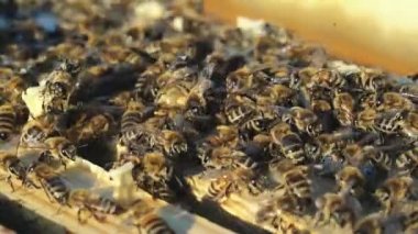 Arıların nektar bal işine dönüştürmek. Çalışma arılar petek üzerinde. Yakın çekim.