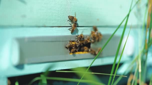 Urticaria Colmenar Las Abejas Melíferas Pululan Vuelan Alrededor Colmena Abejas — Vídeos de Stock