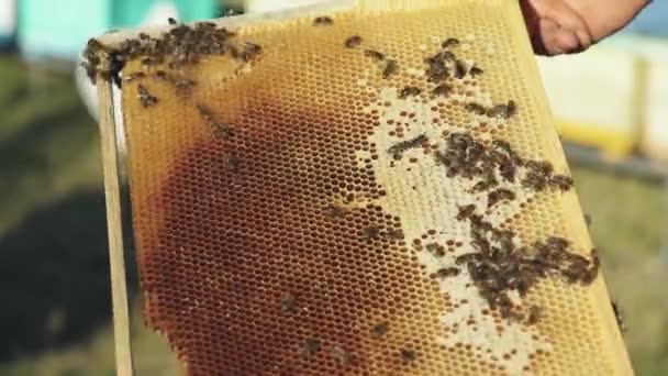 Пчеловод Показывает Соты Рамке Пчеловод Работе Рамки Пчелиного Улья Апиарная — стоковое видео