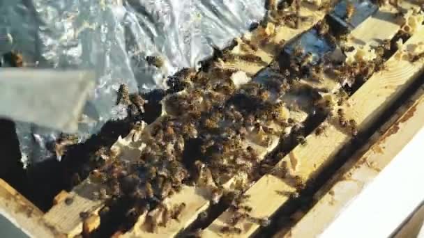 蜂蜜細胞に働く蜂のビューを閉じます ハニカムに働く蜂 — ストック動画