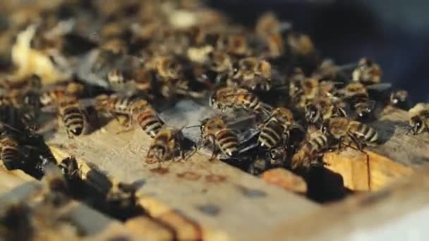 Közelkép Dolgozó Méhekről Mézsejteken Méhek Méhsejtszerkezeten Dolgoznak Méhek Lépen — Stock videók