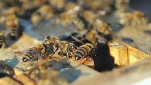 Zamknij Widok Pracy Pszczół Plaster Miodu Letni Dzień Koncepcja Pszczelarstwa — Wideo stockowe