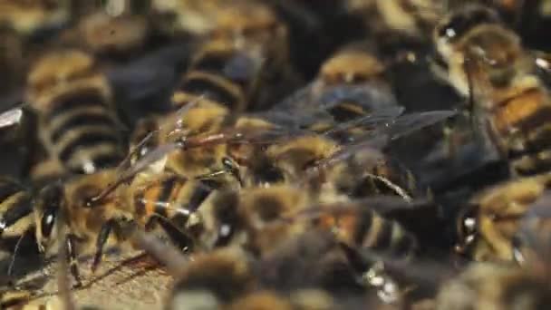 Pracovní Včely Plástve Zblízka Pohled Pracovní Včel Plástve Letním Dni — Stock video