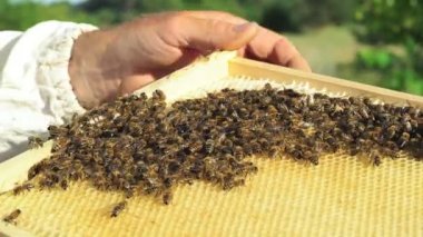 Arıcı peteğin arı inceliyor. Arıcı elleri. Arı yakın çekim olduğunu.