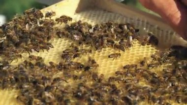 Arıcı peteğin arı inceliyor. Bir kovan çerçeveleri. Apiculture
