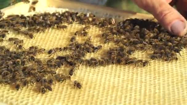養蜂家は ハニカム構造を持つフレームを検査します 蜂の巣のフレームです — ストック動画