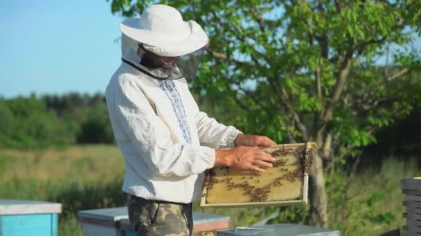 Beekeeper Working Bees Beehives Apiary Beekeeping Concept — Stock Video