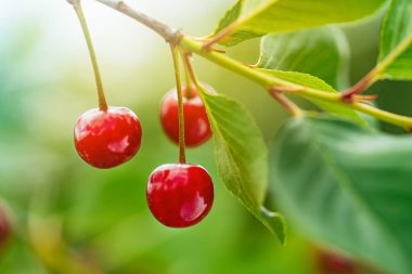 Olgun kırmızı kiraz ağacı dalı yakın çekim üzerinde