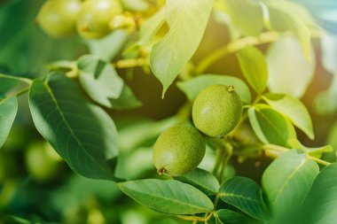 Yeşil ceviz parlak güneş ışınlarının bir ağaç üzerinde büyüyor. Büyüyen kavramı.