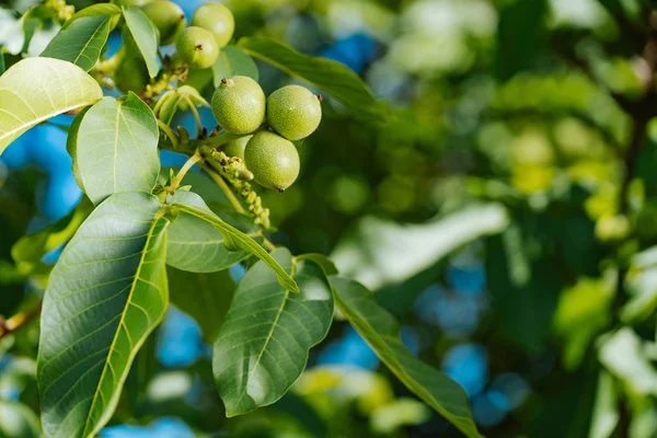 Walnut tree close up. Green walnuts on a tree branch