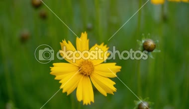 Bahçedeki sarı çiçekler. Koreopsis. Yaz çiçekleri.