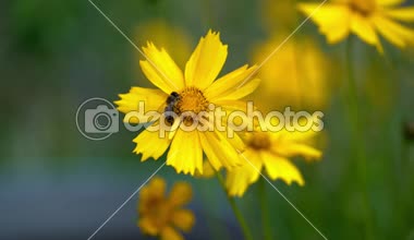 Bal arısı bir parlak sarı çiçek polen toplama. Büyük