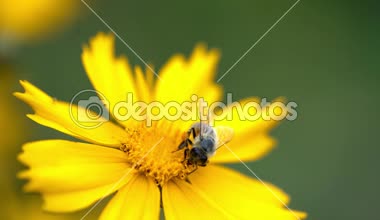 Büyük. Arı ile tozlaşma çiçek