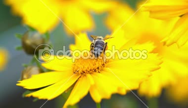 Arı polen toplama ve nektar bal kovanı üretmek için toplama sarı bir çiçek üzerinde. Büyük