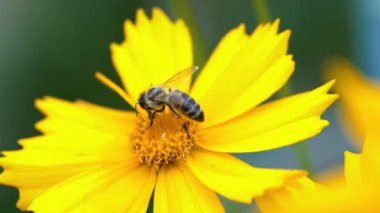 Güzel yaz çiçek. Büyük. Arı sarı çiçek, yakın çekim