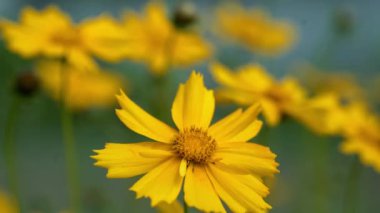 Bahçede sarı çiçek. Bahar çiçekleri, açık havada