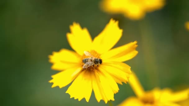 Бджола Збирає Нектар Жовтих Квітах Літньому Саду Трави Жовта Ромашка — стокове відео