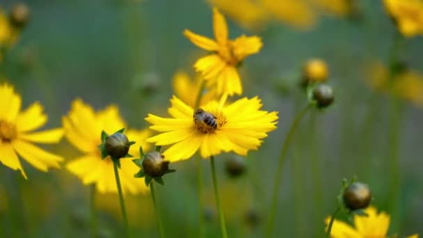 Медовая Пчела Собирает Пыльцу Ярко Желтый Цветок Кореопсис — стоковое видео