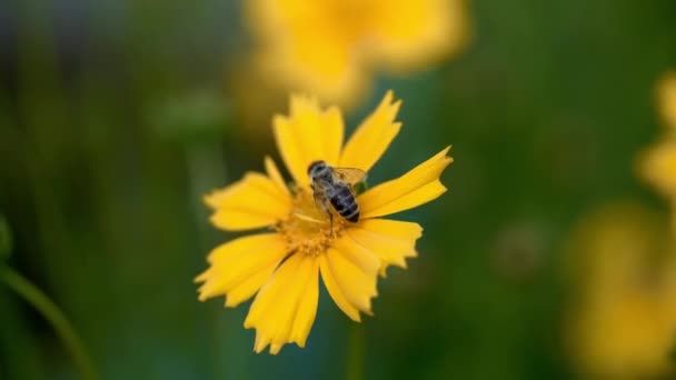 Coreopsis Honing Bijen Verzamelen Stuifmeel Een Helder Gele Bloem — Stockvideo