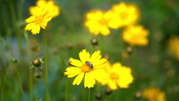 Coreopsis Άνθη Έναν Κήπο Μια Ηλιόλουστη Ημέρα Όμορφα Κίτρινα Λουλούδια — Αρχείο Βίντεο