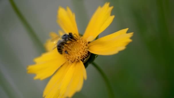 Koreopsis Biene Sammelt Nektar Auf Gelben Blüten Weicher Fokus — Stockvideo