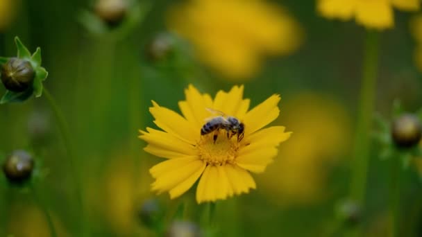 Tickseed Κίτρινο Λουλούδι Coreopsis Μελισσών Ρουφάει Νέκταρ — Αρχείο Βίντεο