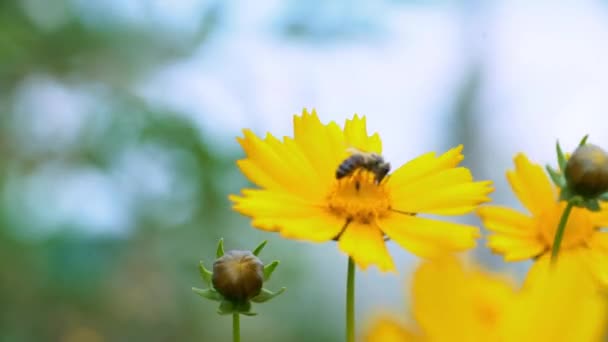 Μέλισσα Συλλέγει Νέκταρ Στα Κίτρινα Άνθη Καλοκαίρι Κήπο Χορταριών Λουλούδι — Αρχείο Βίντεο