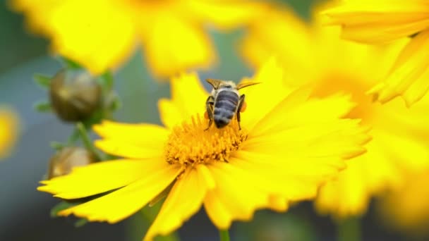 Včela na žluté květině sběru pylu a sběru nektaru na výrobu medu v úlu. Coreopsis