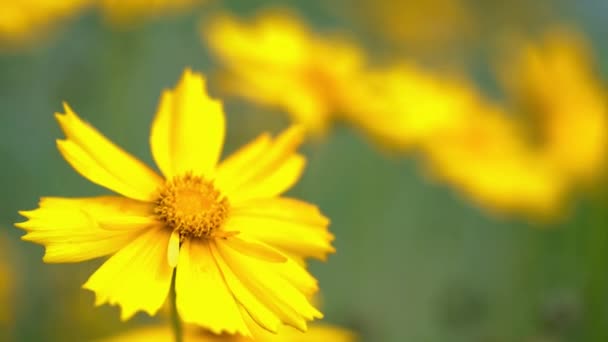 Coreopsis Sommarblommor Gula Blommor Trädgården — Stockvideo