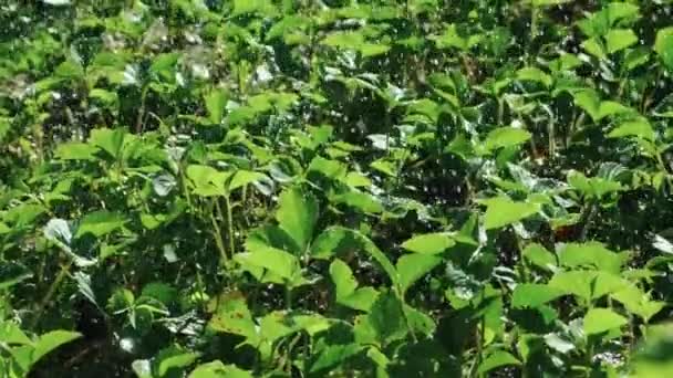 Arrosage Fraises Par Une Chaude Journée Ensoleillée Arroser Les Fraises — Video