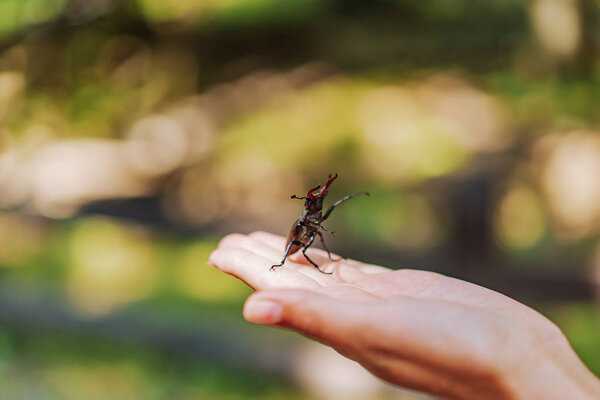 Жук-олень в руке. Луканус Сервус. Боевые жуки
