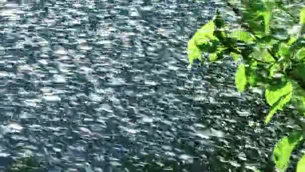 Regenwater Vallen Groene Bladeren Bewateren Van Planten Uit Sproeier Tuin — Stockvideo