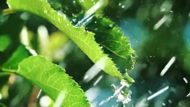 Vattnar Det Gröna Gräset Glittrande Vatten Sprutar Sprinklern Den Gröna — Stockvideo