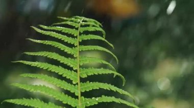 yağmur su damlaları closeup fern Bahar Orman bitki yapraklarında düşmek. Ağır çekim.