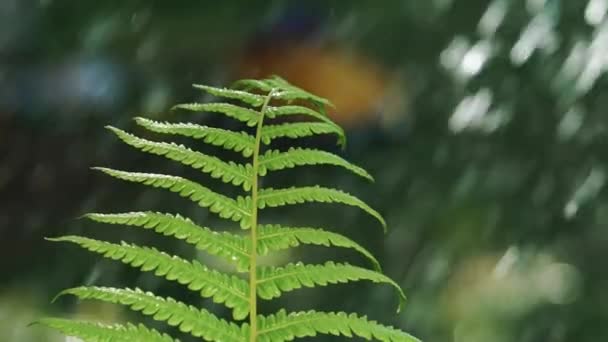 ฝนตกในป หยดตกบนใบของต นเฟ นใกล การเคล อนไหวช — วีดีโอสต็อก